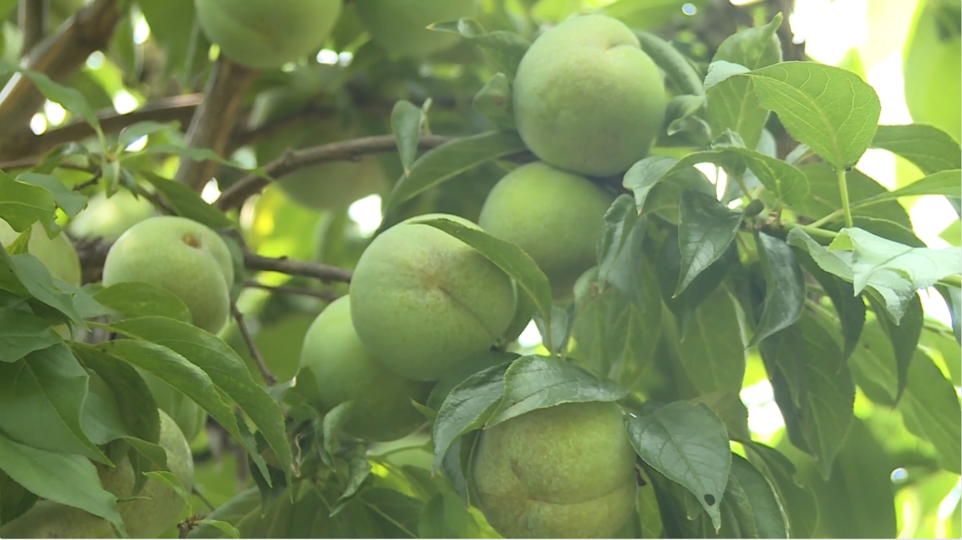这几天,在云南省元江县曼来镇,漫山遍野的桃李树郁郁葱葱,处处弥漫着