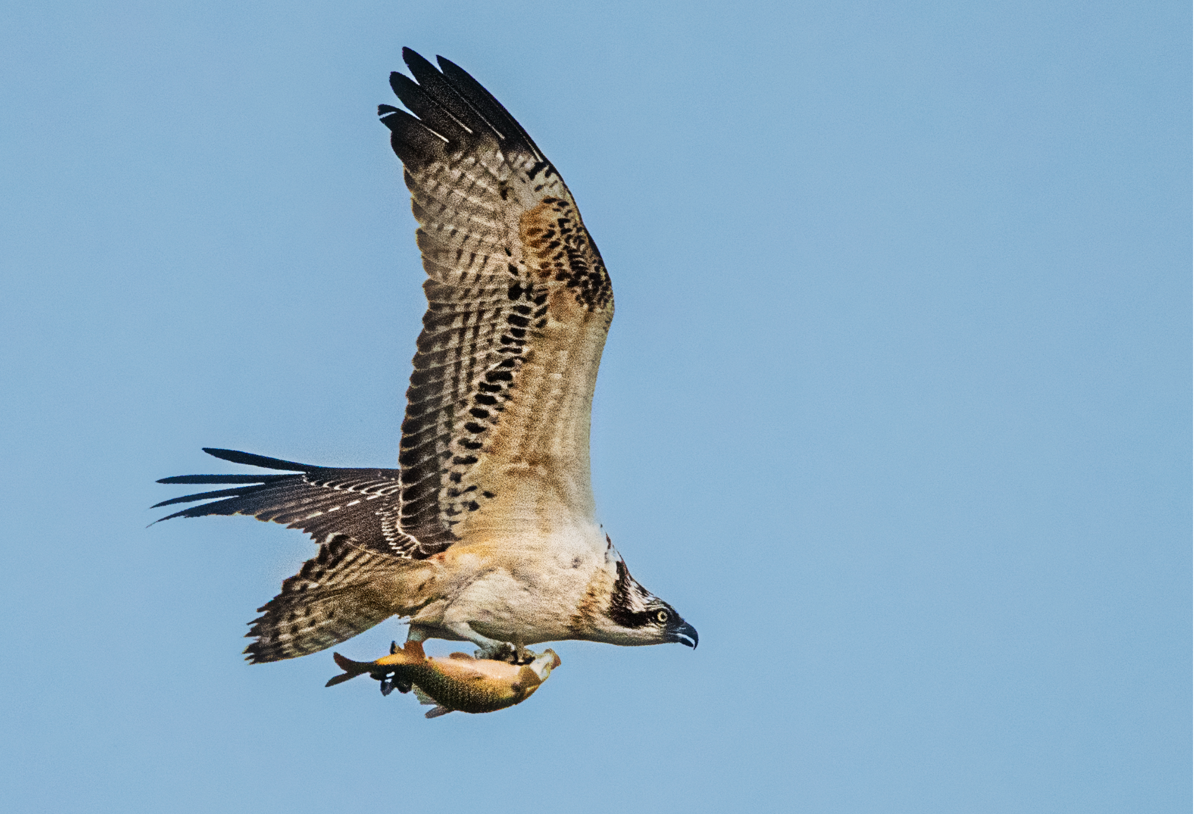 大鹗,鸬鹚光临潮白河!天没亮"拍鸟人"就忙"抢机位"