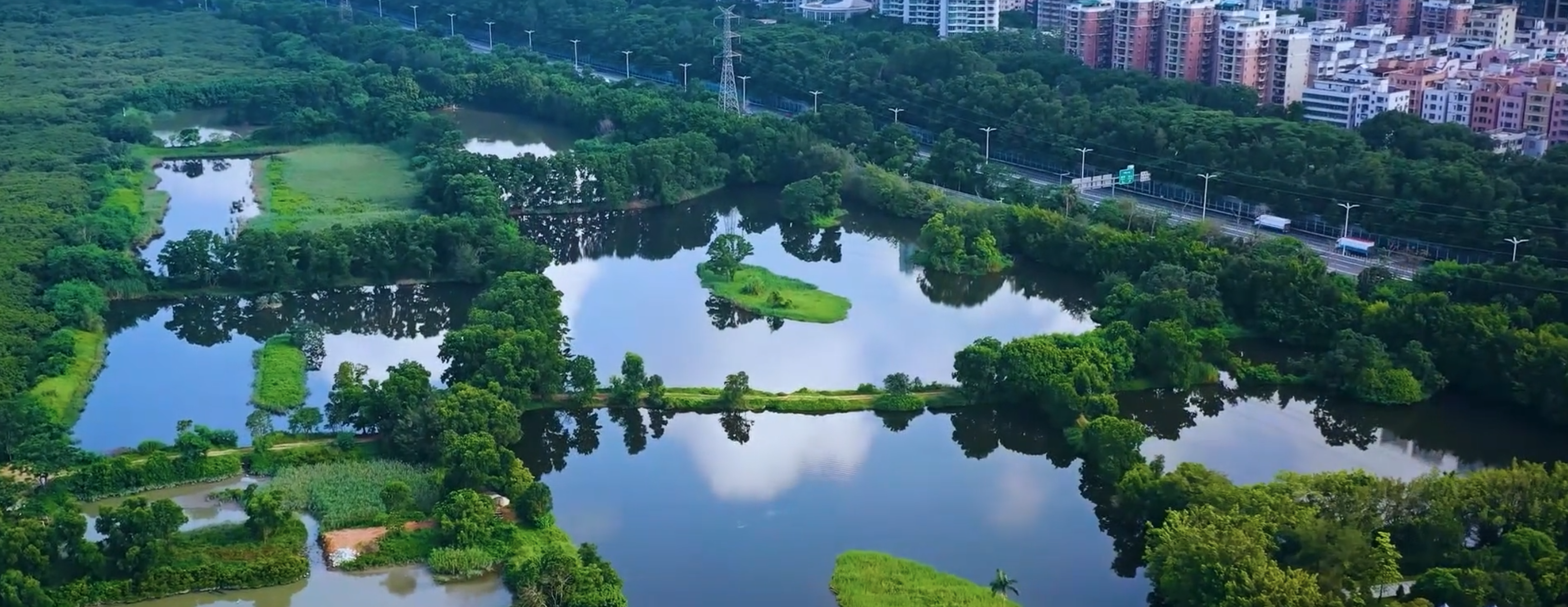 全球连线|十万候鸟见证全球首个"国际红树林中心"落户中国深圳__财经