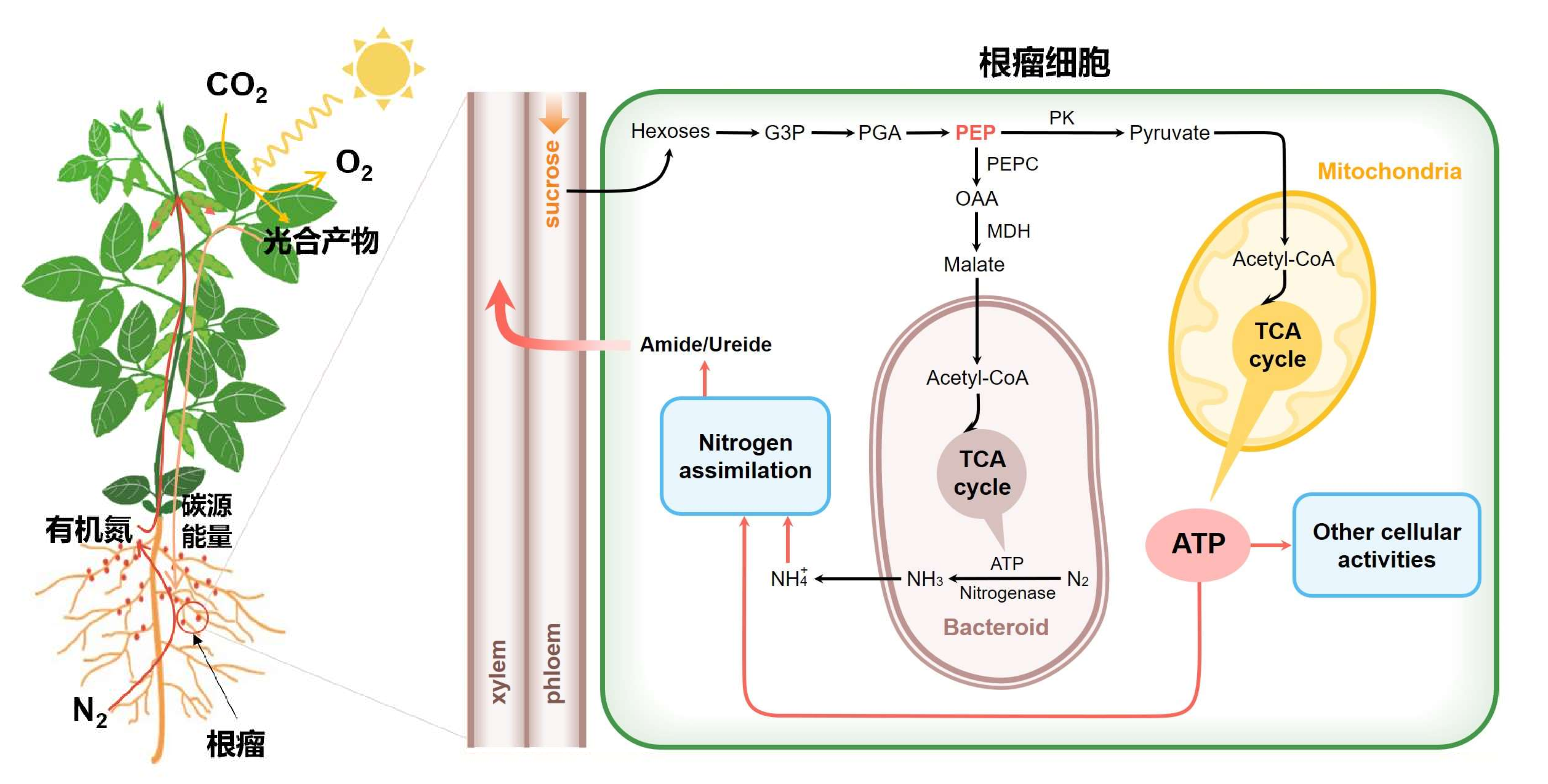 河南大学团队揭示能量感受蛋白调控大豆共生固氮新机制|河南大学|生物