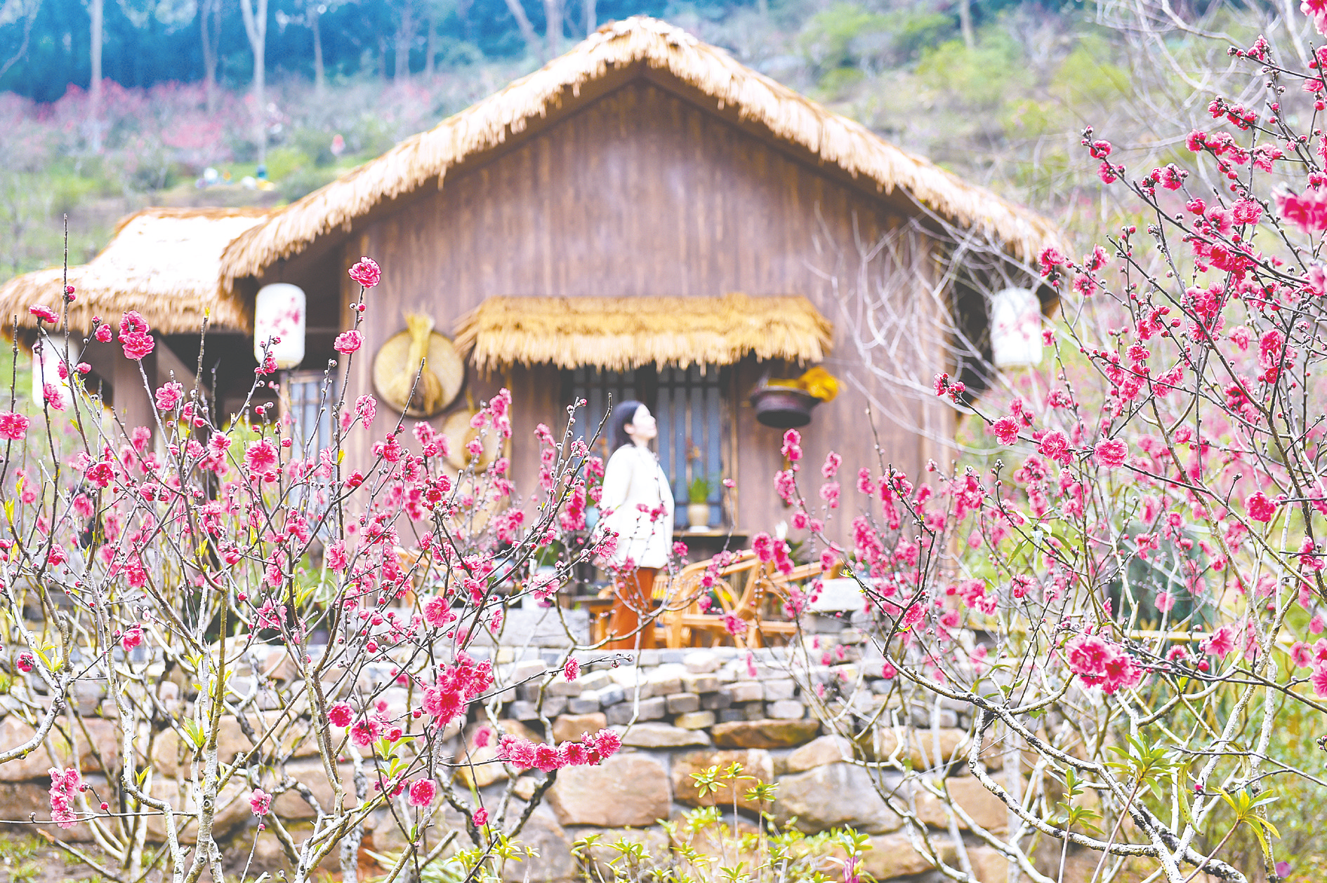 &nbsp;&nbsp;&nbsp;&nbsp;▲桃花坞里,桃红点点迎春到.