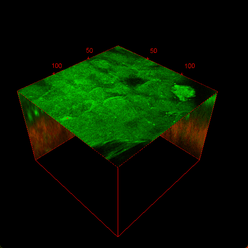 ▲图片图为空间站双光子显微镜对航天员皮肤表层的成像（研究团队供图）