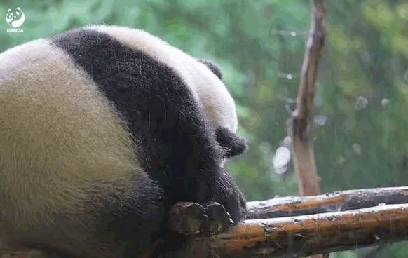 网传大熊猫"福禄"淋雨,成都大熊猫繁育研究基地回应|大熊猫_新浪财经