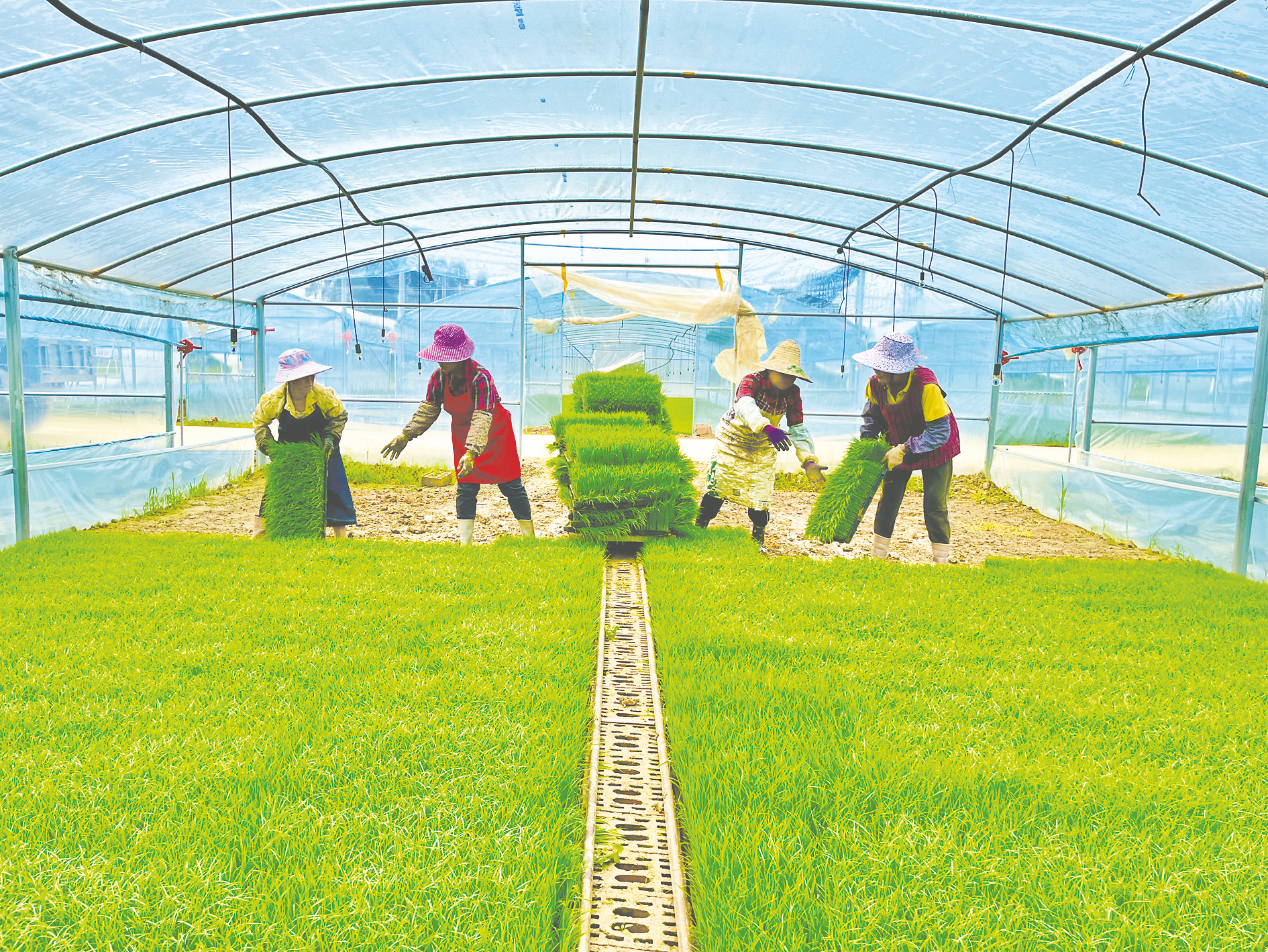 水稻工厂化育秧助力春耕降本增效_新浪财经_新浪网