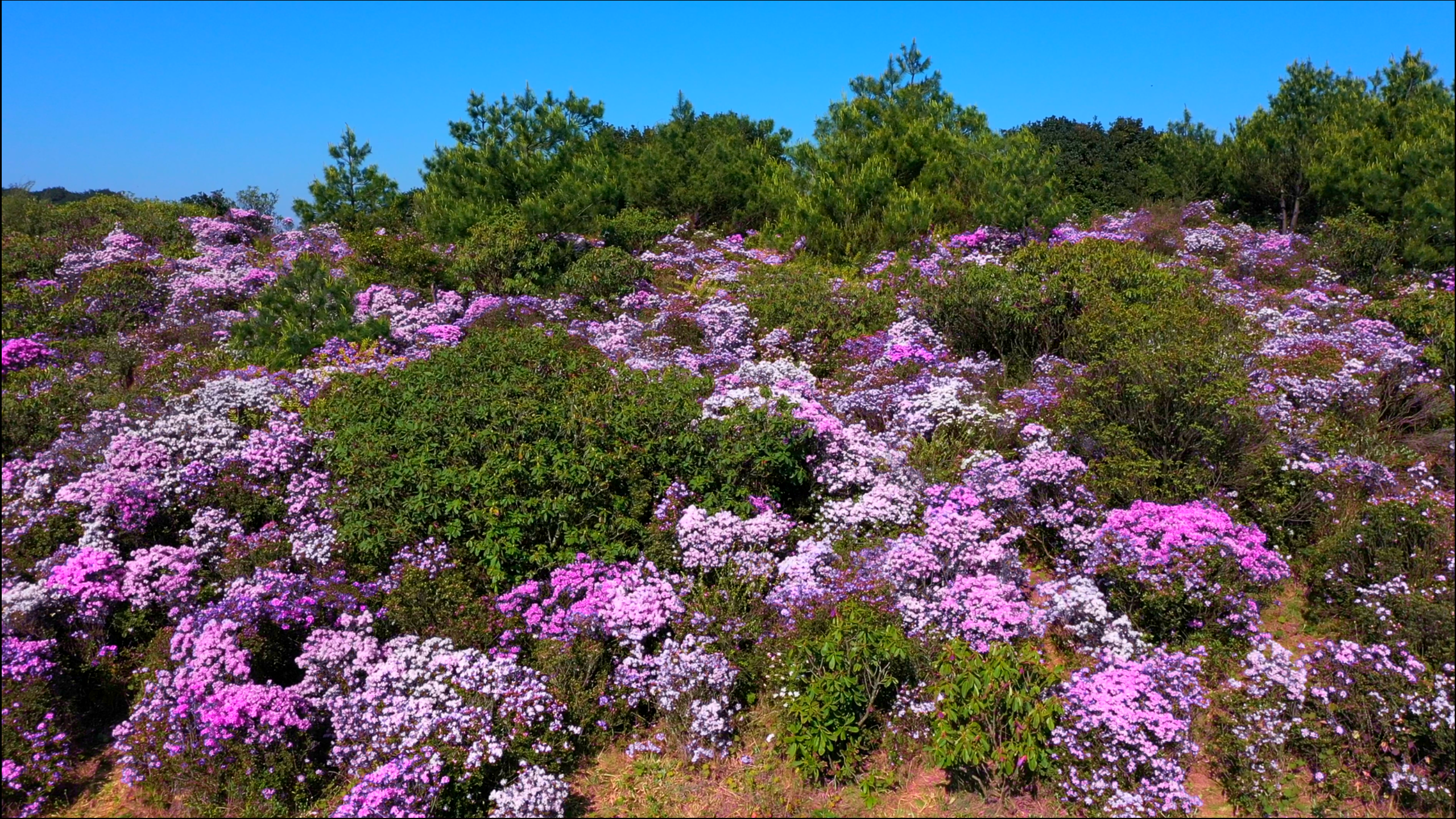千城胜景丨云南宣威高山杜鹃怒放东山顶