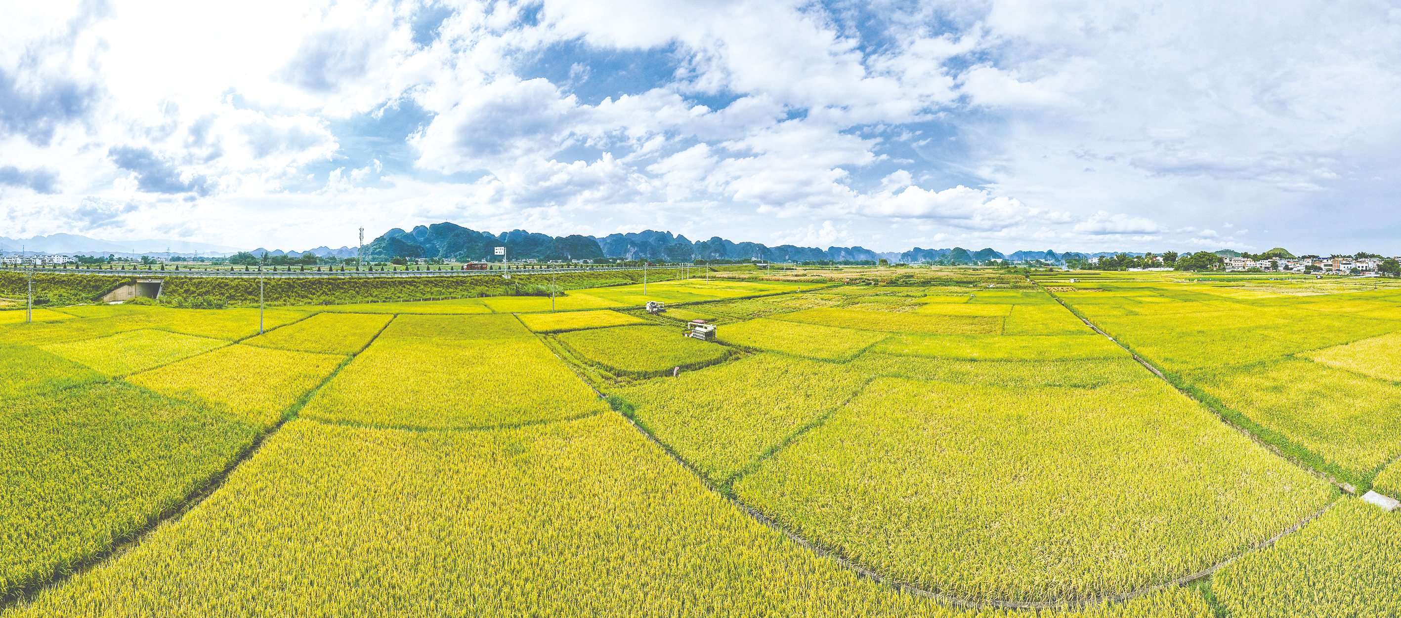 上林县澄泰乡漫桥村大鸡庄周边农田,农机穿梭在稻田中收割水稻