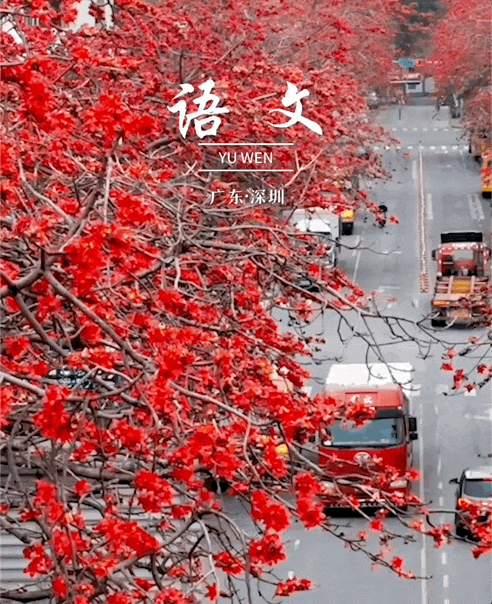林春 摄广东省·深圳:高大挺拔的木棉树上,火红硕大的花朵缀满枝头