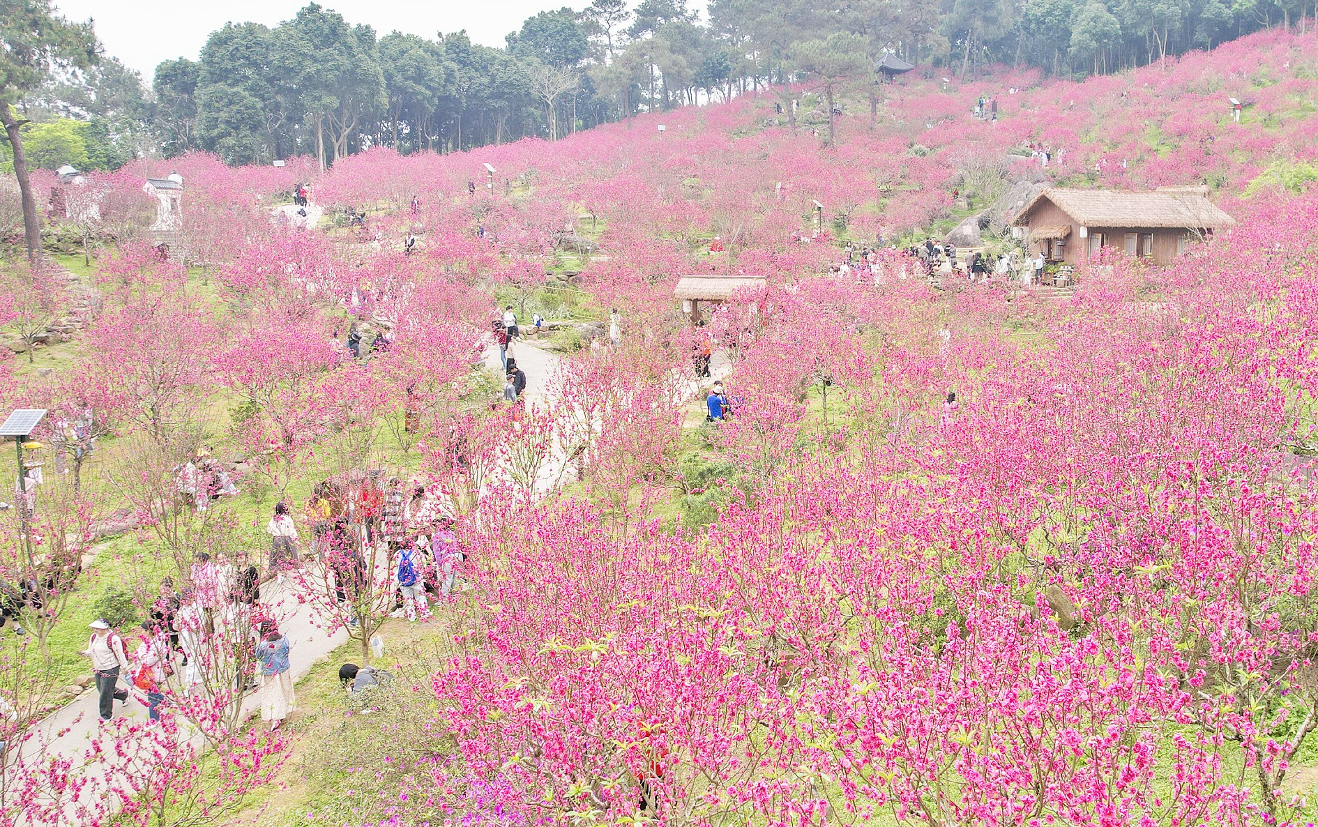 踏青赏花享春光 共庆"三八"妇女节