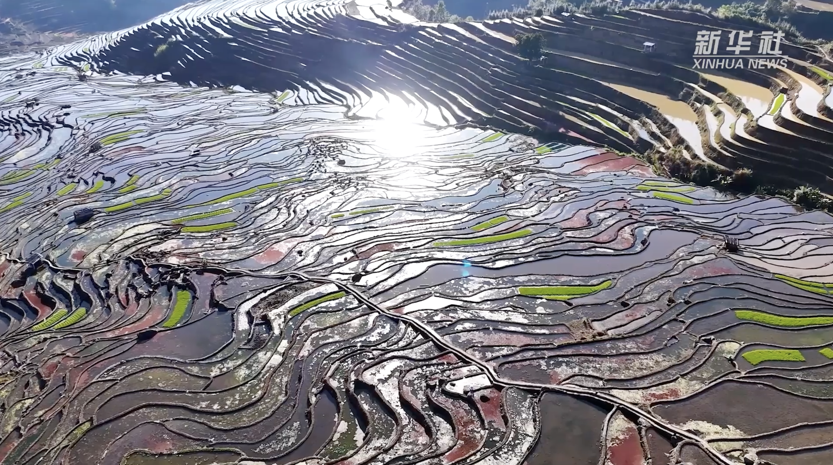 哈尼梯田"换春装"|哈尼梯田|云南省_新浪新闻