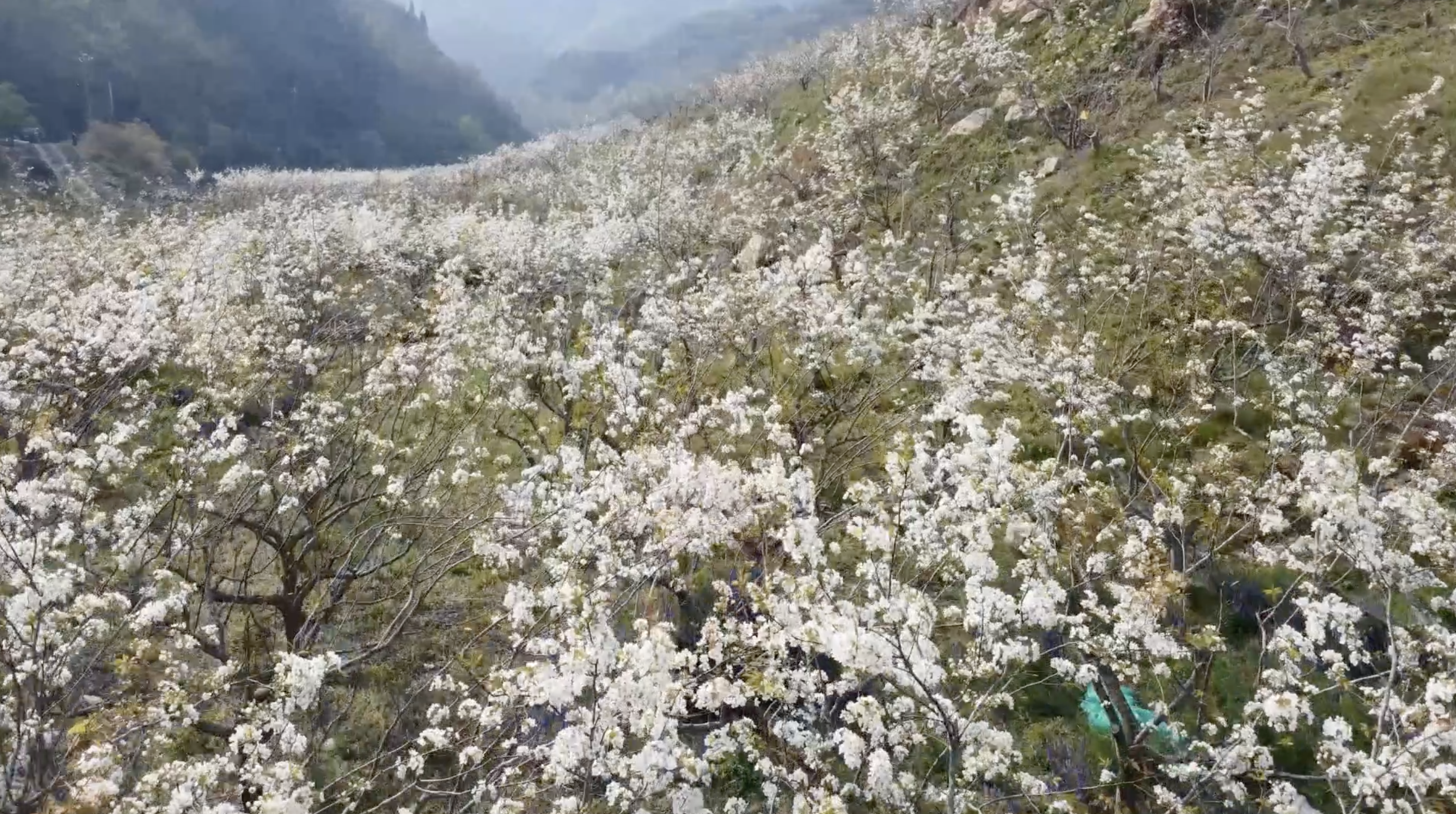 云南麻栗坡:百亩梨花映春光|梨花|云南省_新浪新闻