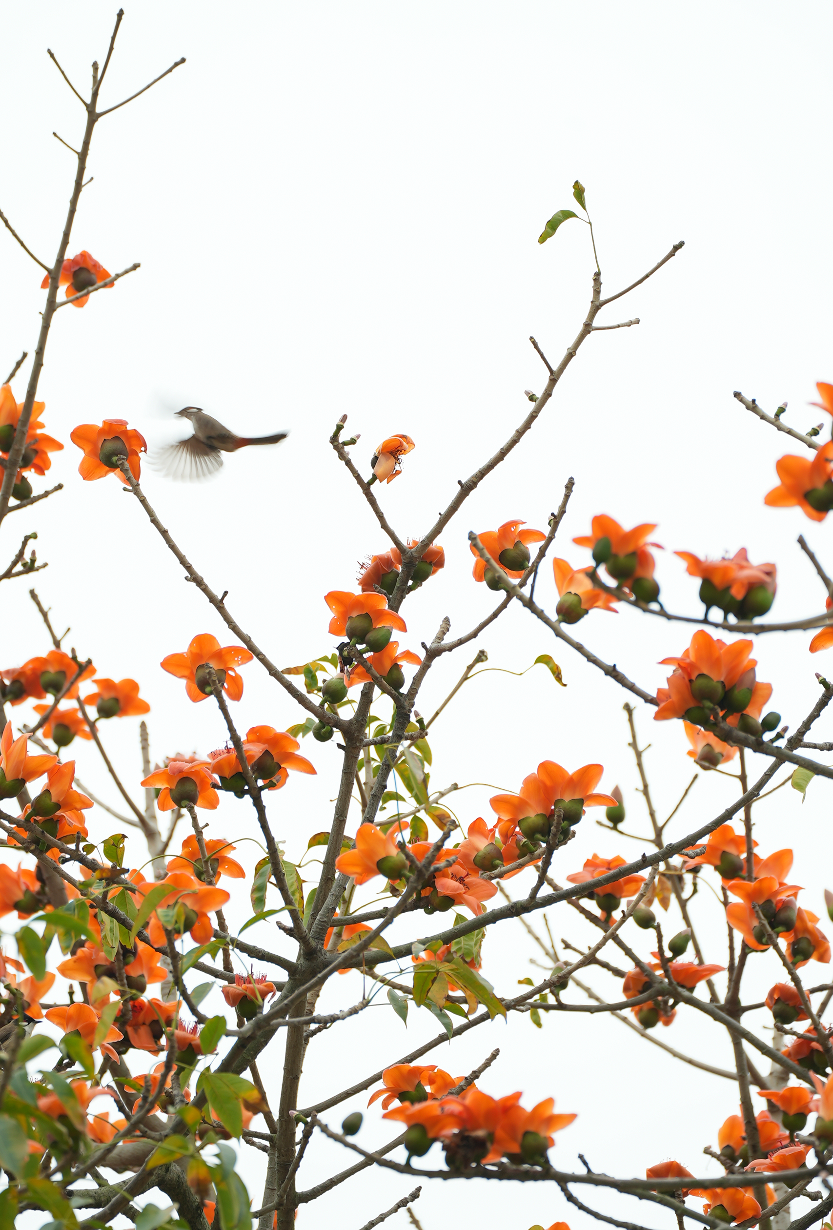 江南区正是春花烂漫时木棉共绘好春景