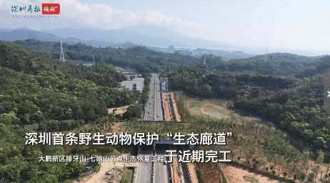 深圳大鹏新区排牙山-七娘山节点生态恢复工程青藏高原上的动物通道