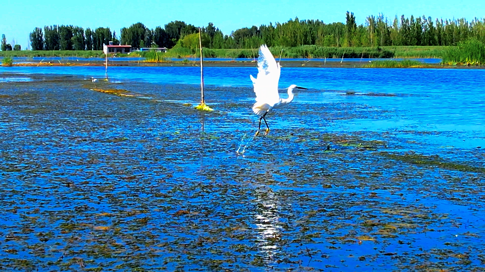 小白鹭凌空飞舞 .高腾 摄