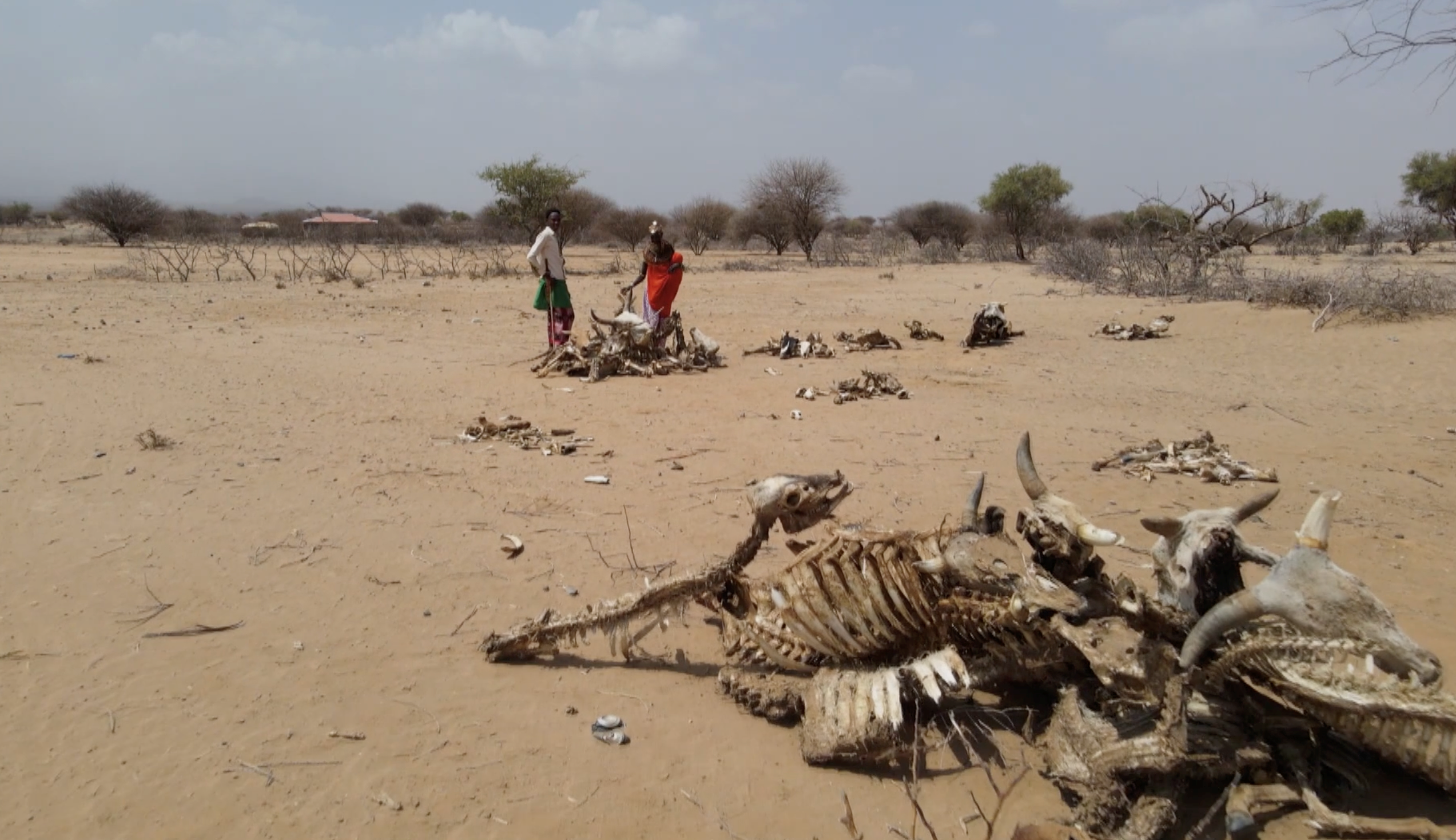 非洲之角正遭遇40年来最严重干旱