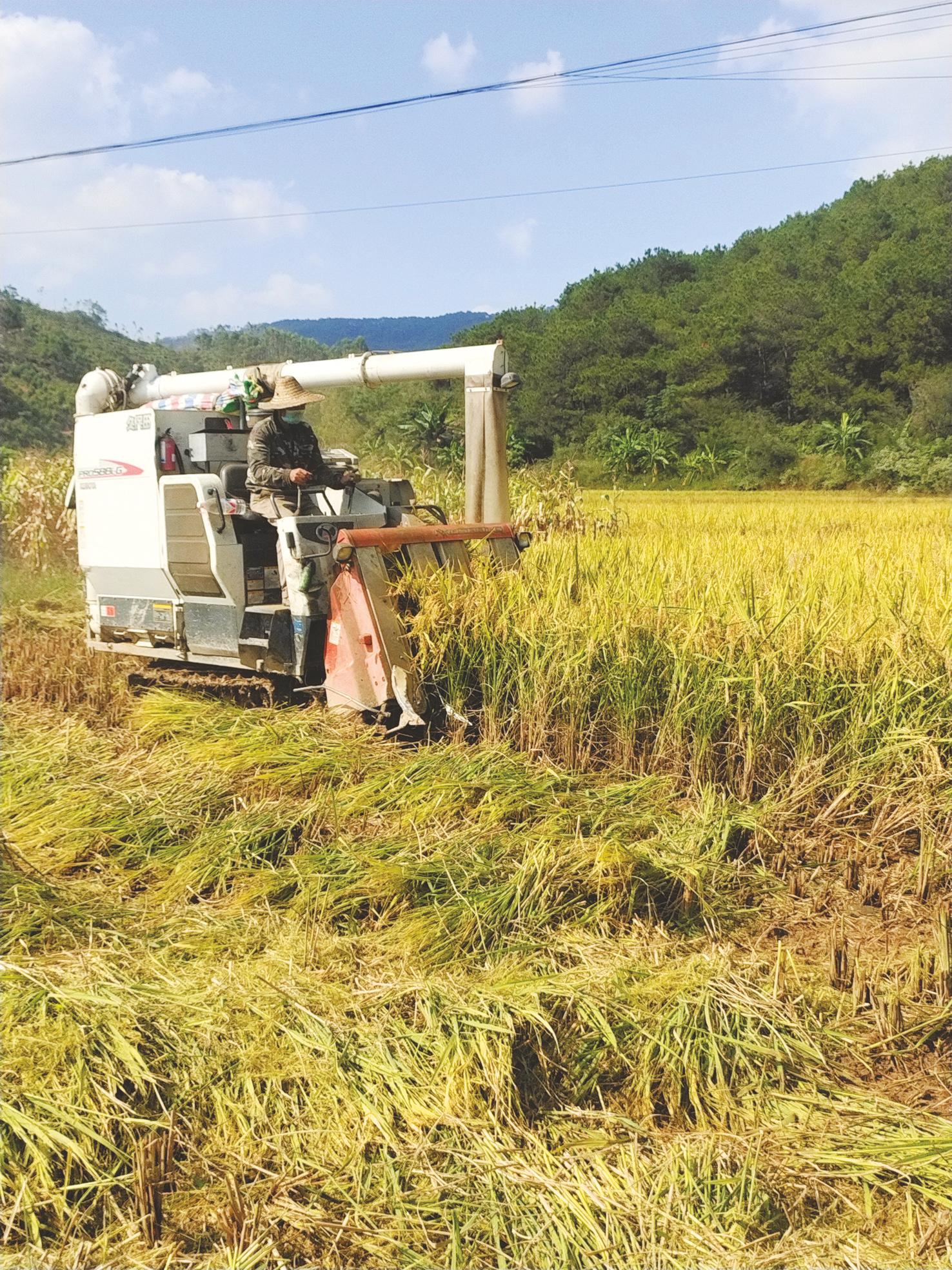 &nbsp;&nbsp;&nbsp;&nbsp;机械化收割稻谷很轻松&nbsp;&nbsp;&nbsp;&