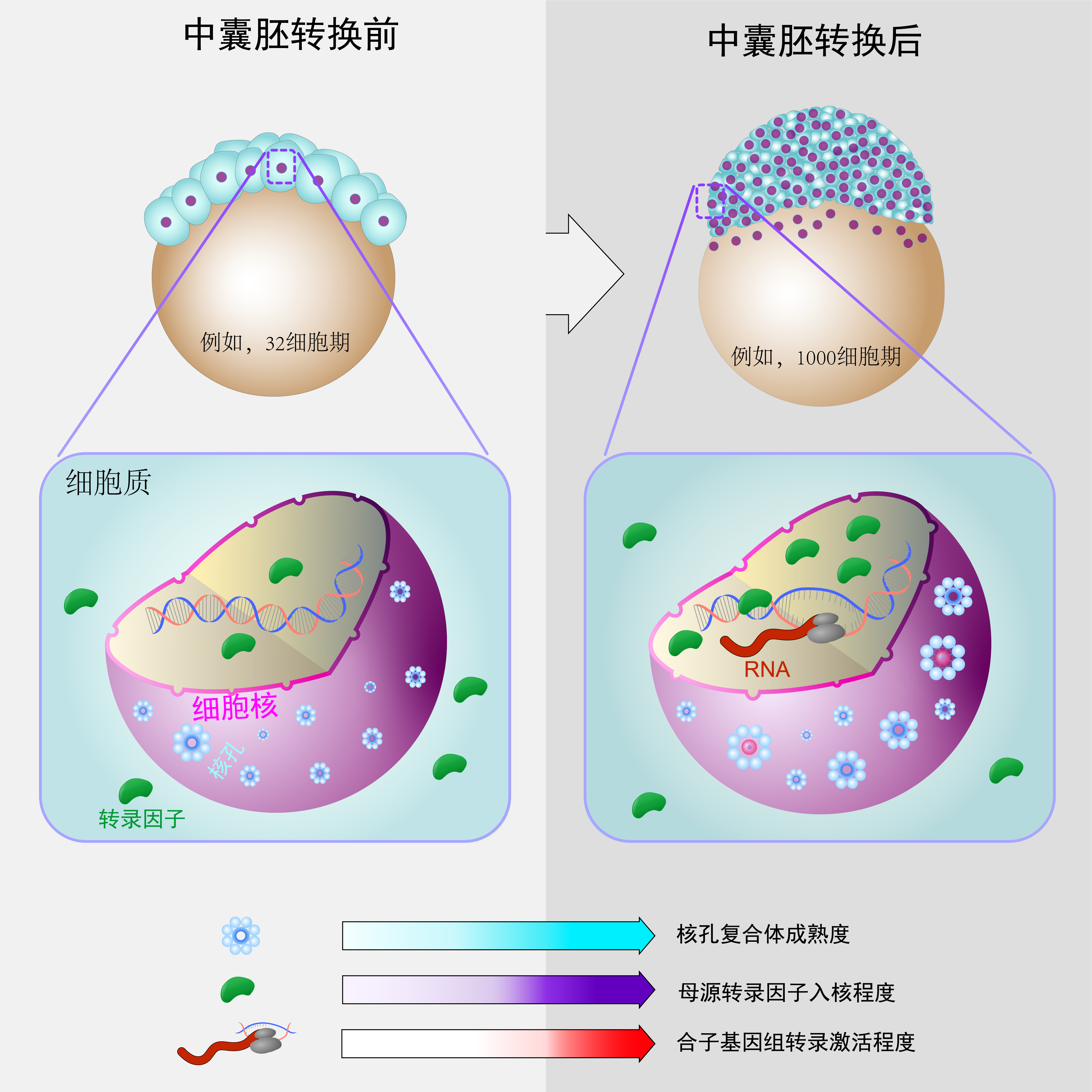 核孔复合体成熟度调控合子基因组转录激活的模式图