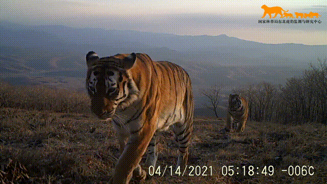 2024全国两会61新发路观察 ⑨|注意!虎出没