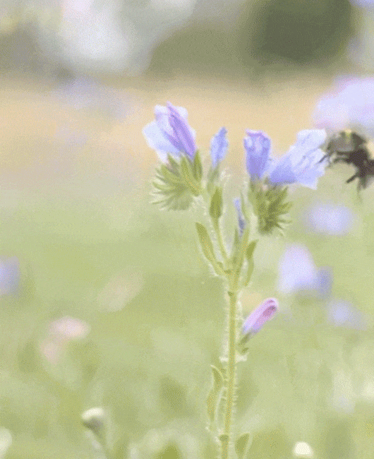 潘海利根人气香水把浪漫春日穿上身