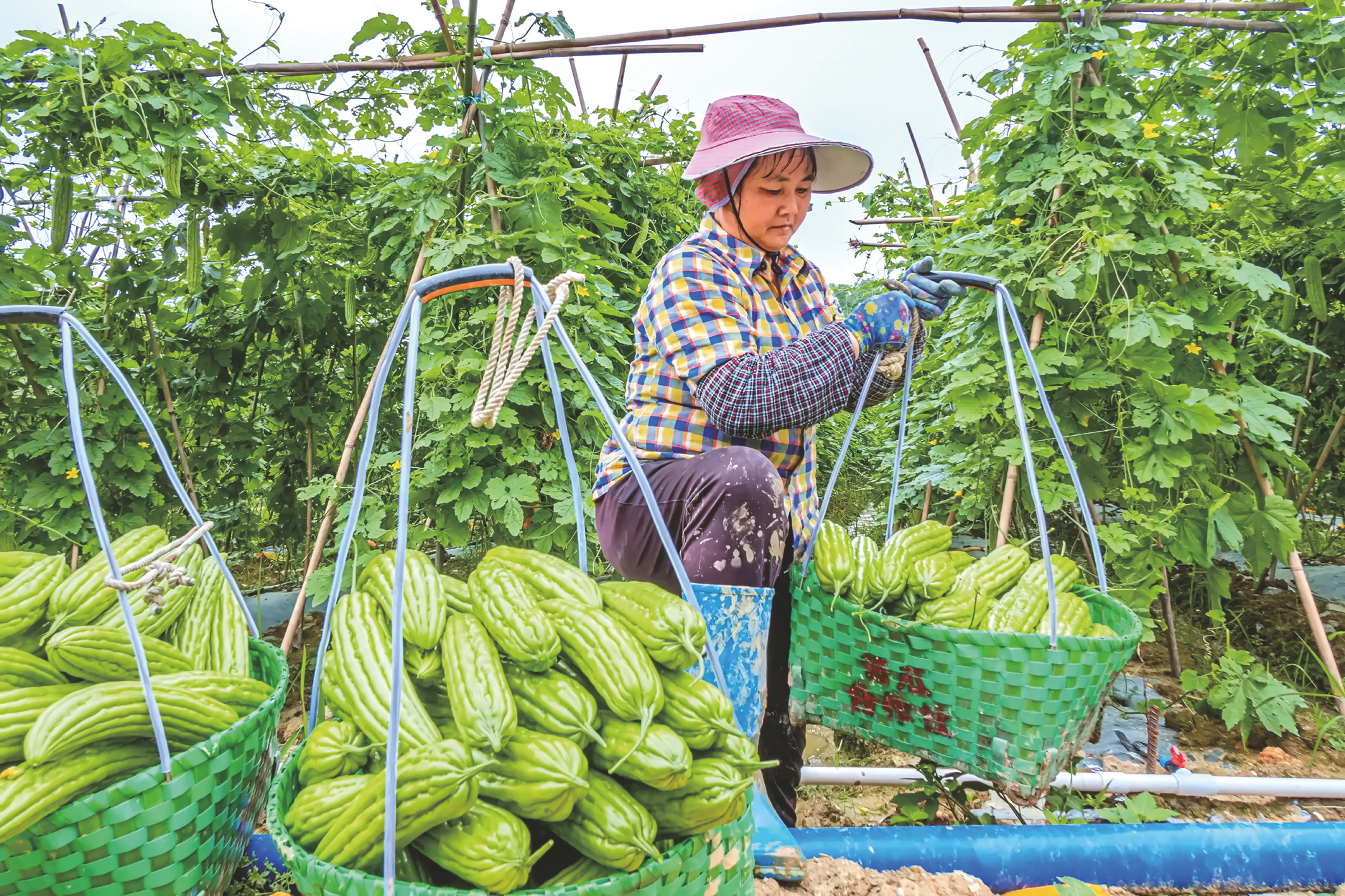 《又得一筐》 覃保泉摄《满载而归》 薛东光摄《丰收的喜悦》 李桐摄