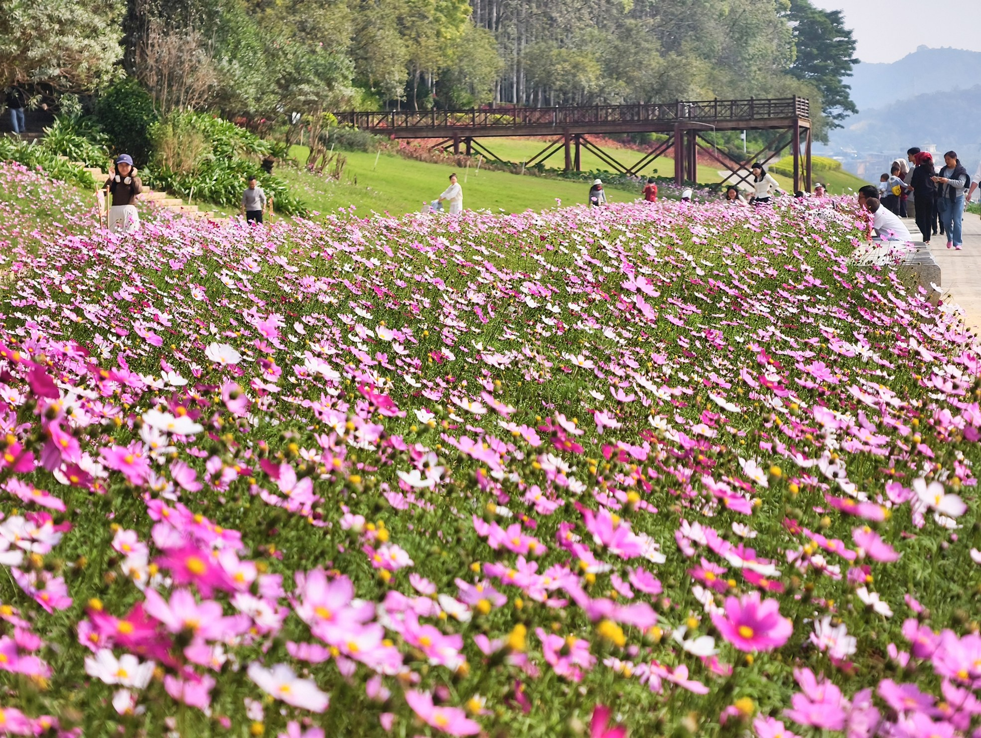     邕江边格桑花盛开，吸引市民游客来打卡。    本报记者宋延康 摄