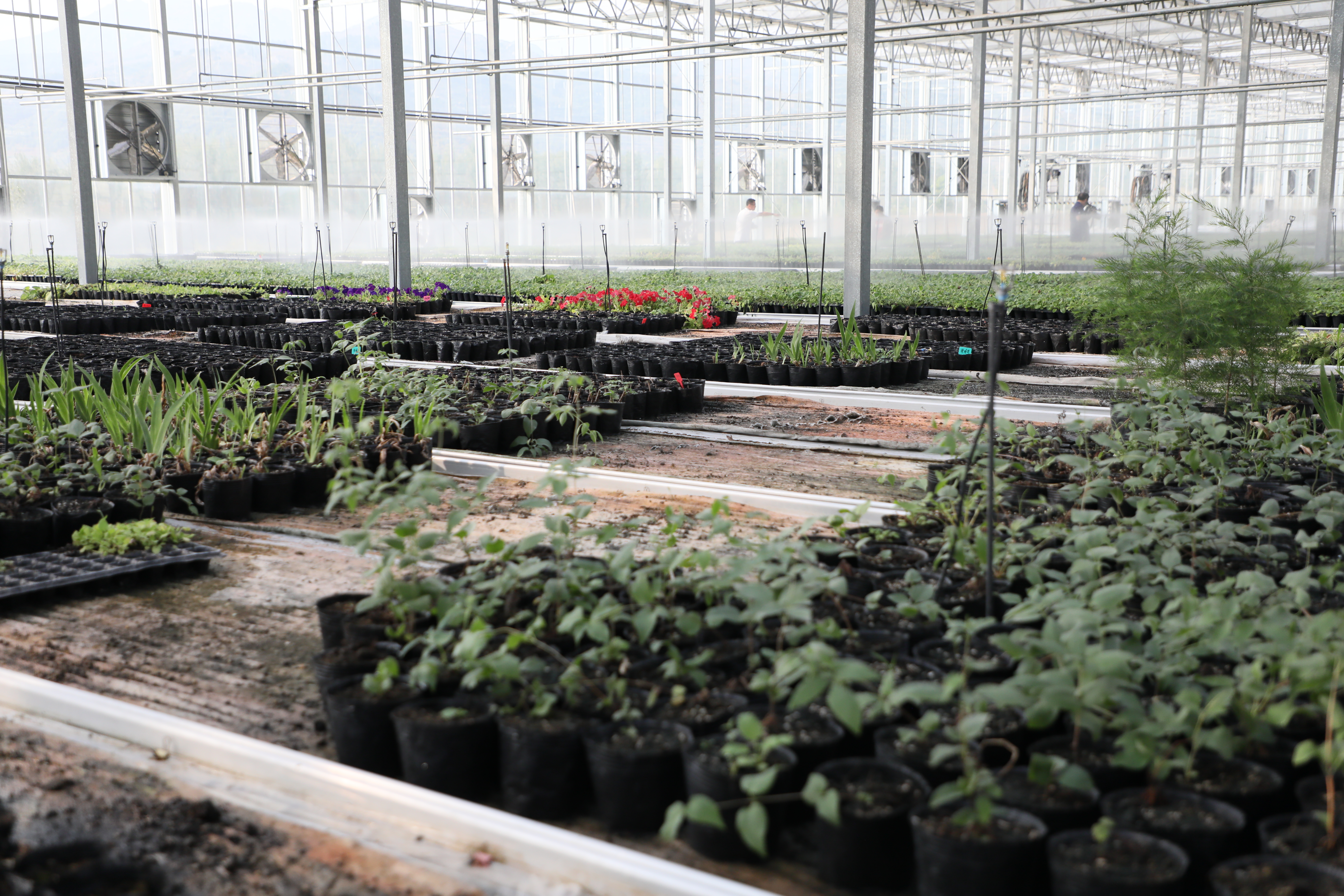 方城县杨集镇裕丹参种植基地。