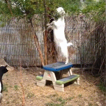太高了我晕-搞笑gif动态图片-izike
