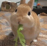 一只无情的吃菜娃娃gif搞笑图片