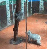 超温柔的考拉妈妈gif搞笑图片