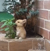 小吃货出没gif搞笑图片