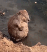 认真搓澡gif搞笑图片