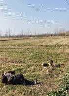 麦田里打闹的祖孙gif搞笑图片