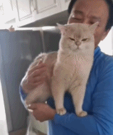 原来小猫咪也会争宠gif搞笑图片