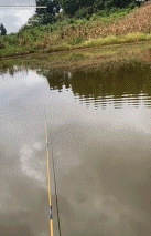 你这鱼咋还偷吃gif搞笑图片