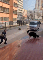 不愧是聪明边牧gif搞笑图片