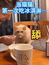 第一次吃冰淇淋的猫猫gif搞笑图片