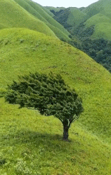 独自一树山风吹-搞笑gif动态图片-izike