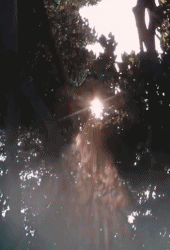 仙境一般的阳光景色gif搞笑图片