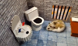 仓鼠的密室大逃脱gif搞笑图片