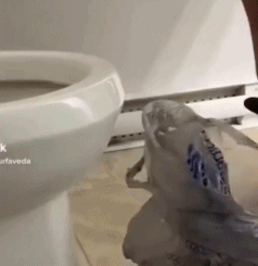 小猫咪还能这样用gif搞笑图片