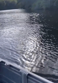 鳄鱼游的有多快gif搞笑图片