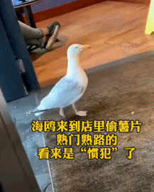 一看就是惯犯了-搞笑gif动态图片-izike