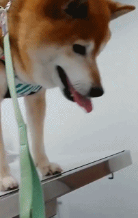 害怕打针的柴犬gif搞笑图片