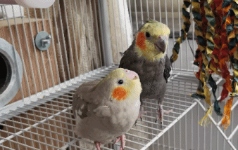 父爱如山崩地裂gif搞笑图片