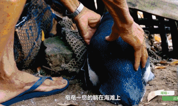 老人他的小企鹅朋友-搞笑gif动态图片-izike