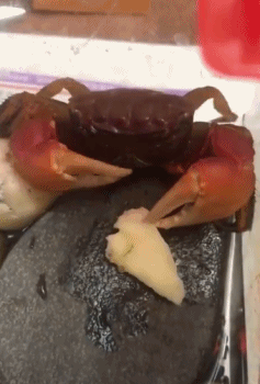 螃蟹怎么吃东西的？