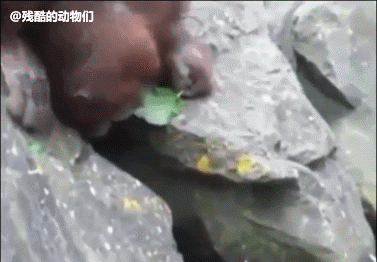 红毛猩猩救了一只溺水的鸟-搞笑gif动态图片-izike