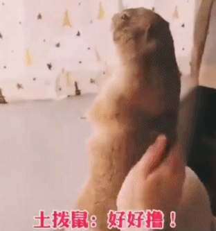 这样撸？懂？-搞笑gif动态图片-izike