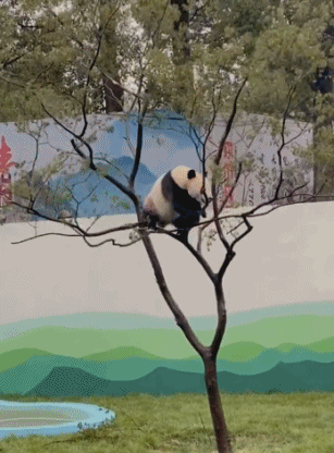 国宝：怎么样，票没白买吧？-搞笑gif动态图片-izike