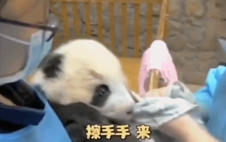 简直可爱到犯规-搞笑gif动态图片 - izike-izike