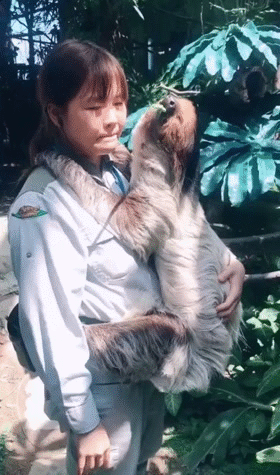 饲养员一脸无奈：你赶紧吃呀！-搞笑gif动态图片-izike